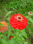 red_flower