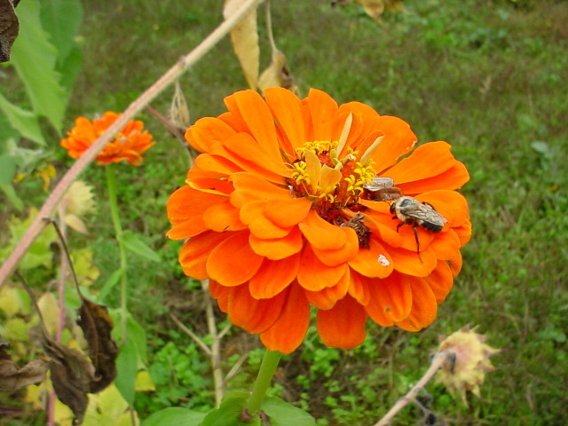 Flower_&_Bee