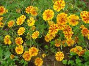 Yellow_Flowers