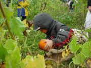 Picking_Pumpkin_2