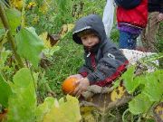 Picking_Pumpkin_3