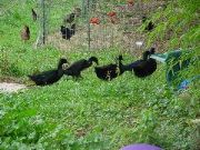 Black_Ducks
